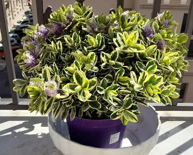 Appartement Casa Jole, In Centro