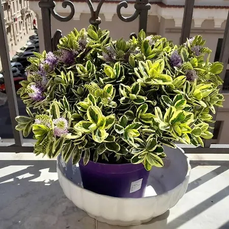 Apartament Casa Jole, In Centro